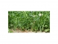 Preview: Photo Background - meadow - 30x20